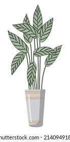 Vector isolated element. Houseplant. Ctenanthe. A flower in a pot. Color image on a white background. The print is used for packaging design.