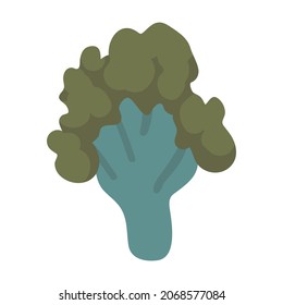 Vector isolated element. Illustration with broccoli. Vegetable. Color image on a white background. The print is used for packaging design. 