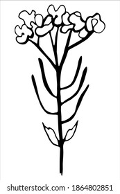 Vector isolated element. Illustration with flower, herbal