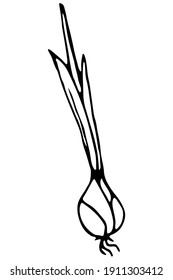 Vector isolated element. Illustration with onion. Vegetable. Hand drawn doodle. 