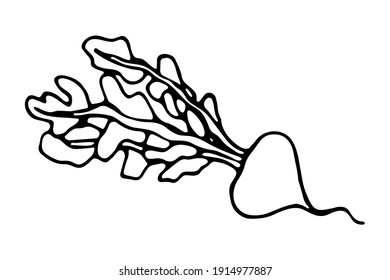 Vector isolated element. Illustration with turnip. Vegetable. Hand drawn doodle. 