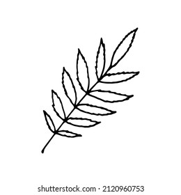 Vector isolated element. Leaf. Rowan leaf. Black hand drawn doodle on a white background. The print is used for packaging design.