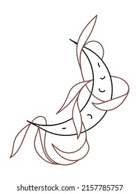 Vector isolated element. Plants. Moon. Liana. Mysticism. Black hand drawn doodle on a white background. The print is used for packaging