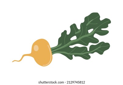 Vector isolated element. Turnips. Vegetables. Gardening. Springtime. Color image on a white background. The print is used for packaging design.