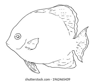 Vector de elementos aislados del contorno de la pala. vista lateral de peces tropicales dibujada a mano en forma de esbozo con una línea negra sobre un fondo blanco para el diseño de su plantilla