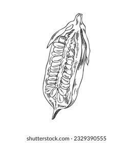 Ilustración grabada del vector aislado de la cápsula abierta Sesame cruda. Semilla natural, aceite orgánico, especias biológicas. Esbozo de contorno negro dibujado a mano sobre fondo blanco. Planta agrícola sana