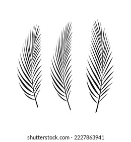 vector isolated exotic palm leaves on a white background.
