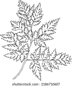 Vector isolated fern leaf. Black and white contour line drawing.