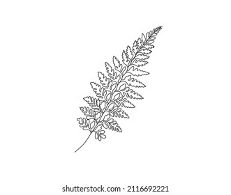 Vector Isolated Fern Leaf Branch Colorless Black And White Contour Line Drawing