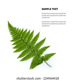 Vector isolated fern leaf on the white background with place for text