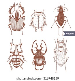 Vector isolated figure beetle, pen drawing, a set of white insects