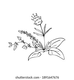 Vector isolated flat drawn illustration with plants, flowers. Lines and color are used.