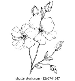 Vector. Isolated flax illustration element on white background. Floral botanical flower. Spring leaf wildflower. Black and white engraved ink art.