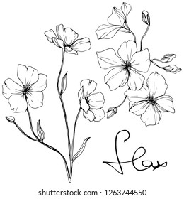 Vector. Elemento de ilustración de lino aislado sobre fondo blanco. Flor botánica floral. Flor silvestre de hoja de primavera. Arte con tinta grabada en blanco y negro.