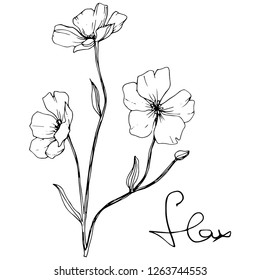 Vector. Isolated flax illustration element on white background. Floral botanical flower. Spring leaf wildflower. Black and white engraved ink art.