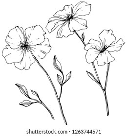 Vector. Isolated flax illustration element on white background. Floral botanical flower. Spring leaf wildflower. Black and white engraved ink art.