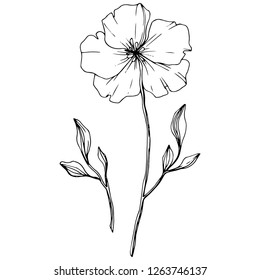 Vector. Isolated flax illustration element on white background. Floral botanical flower. Spring leaf wildflower. Black and white engraved ink art.