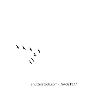 Vector isolated flock of birds on white background