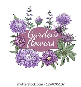 Vector isolated floral set from garden flowers. Botanical illustration with purple terry asters, tragopogon and sage. All with green leaves on a white background.