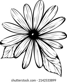 Vector isolated flower. Black and white hand drown vecror flover.