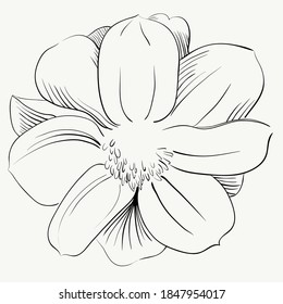 vector isolated flower.realistic flower for party design. suitable for greeting cards, wedding, pattern printing
