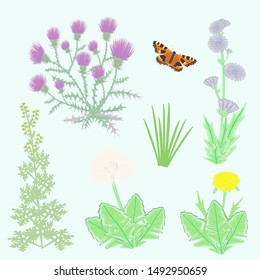 Vector isolated flowers, sage brush and butterfly