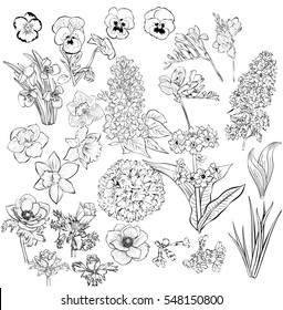 vector, isolated, flowers set, cartoon, book coloring.spring primroses