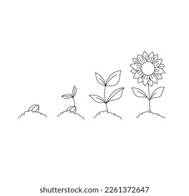 Vector isolated four stages of growth from seedling to flower colorless black and white contour line easy drawing