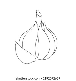 Vector isolated garlic head with one garlic clove colorless black and white contour line easy drawing