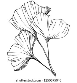 Vector Elemento de ilustración de ginkgo aislado. Planta de hojas de vegetación botánica follaje floral. Arte con tinta grabada en blanco y negro sobre fondo blanco.