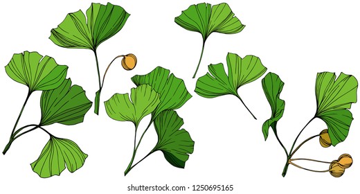 Vector Isolated ginkgo illustration element. Green leaf. Plant botanical garden floral foliage. Green engraved ink art on white background.