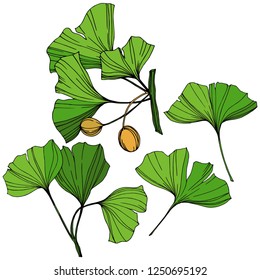 Vector Isolated ginkgo illustration element. Green leaf. Plant botanical garden floral foliage. Green engraved ink art on white background.