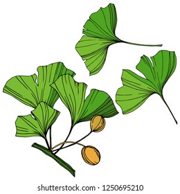 Vector Elemento de ilustración de ginkgo aislado. Hoja verde. Planta vegetal de jardín botánico follaje floral. Arte de tinta verde grabado sobre fondo blanco.