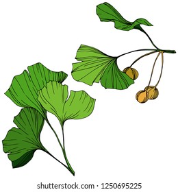 Vector Isolated ginkgo illustration element. Green leaf. Plant botanical garden floral foliage. Green engraved ink art on white background.
