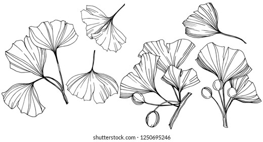 Vector Elemento de ilustración de ginkgo aislado. Planta de hojas de vegetación botánica follaje floral. Arte con tinta grabada en blanco y negro sobre fondo blanco.