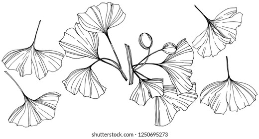 Vector Isolated ginkgo illustration element. Leaf plant botanical garden floral foliage. Black and white engraved ink art on white background.