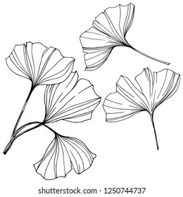 Vector Isolated ginkgo illustration element. Leaf plant botanical garden floral foliage. Black and white engraved ink art on white background.