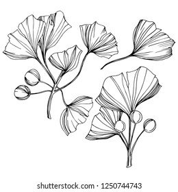 Vector Isolated ginkgo illustration element. Leaf plant botanical garden floral foliage. Black and white engraved ink art on white background.