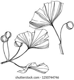 Vector Isolated ginkgo illustration element. Leaf plant botanical garden floral foliage. Black and white engraved ink art on white background.