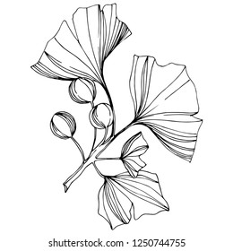 Vector Isolated ginkgo illustration element. Leaf plant botanical garden floral foliage. Black and white engraved ink art on white background.