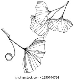 Vector Isolated ginkgo illustration element. Leaf plant botanical garden floral foliage. Black and white engraved ink art on white background.