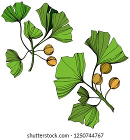 Vector Elemento de ilustración de ginkgo aislado. Hoja verde. Planta vegetal de jardín botánico follaje floral. Arte de tinta verde grabado sobre fondo blanco.