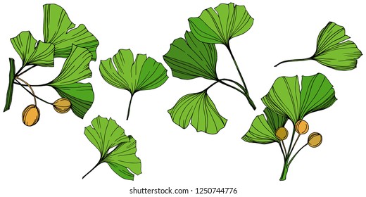 Vector Isolated ginkgo illustration element. Green leaf. Plant botanical garden floral foliage. Green engraved ink art on white background.