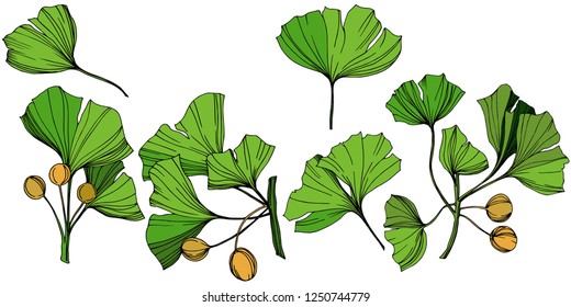 Vector Isolated ginkgo illustration element. Green leaf. Plant botanical garden floral foliage. Green engraved ink art on white background.