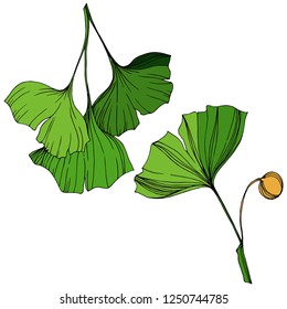 Vector Elemento de ilustración de ginkgo aislado. Hoja verde. Planta vegetal de jardín botánico follaje floral. Arte de tinta verde grabado sobre fondo blanco.