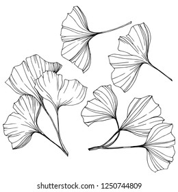 Vector Isolated ginkgo illustration element. Leaf plant botanical garden floral foliage. Black and white engraved ink art on white background.