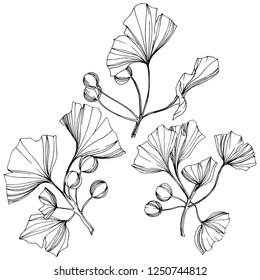 Vector Isolated ginkgo illustration element. Leaf plant botanical garden floral foliage. Black and white engraved ink art on white background.