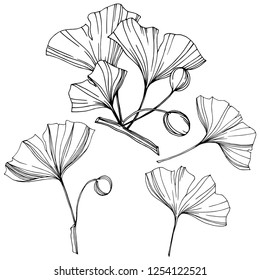 Vector Isolated ginkgo illustration element. Leaf plant botanical garden floral foliage. Black and white engraved ink art on white background.