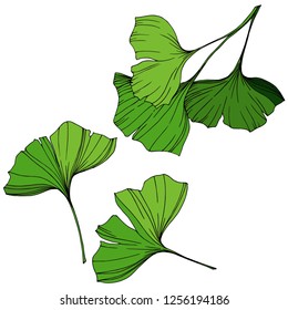 Vector Isolated ginkgo illustration element. Green leaf. Plant botanical garden floral foliage. Green engraved ink art on white background.