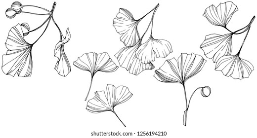 Vector Isolated ginkgo illustration element. Leaf plant botanical garden floral foliage. Black and white engraved ink art on white background.